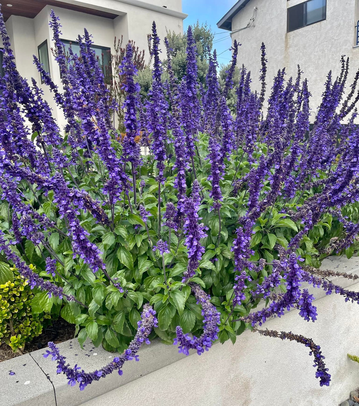Mealy Blue Sage   100 Seeds   Salvia farinacea