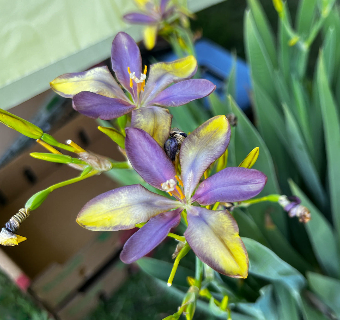 Candy Lily   10 Seeds   Pardancanda norrisii