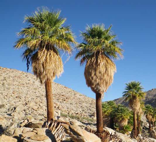 California Fan Palm  100 Seeds  Washingtonia filifera