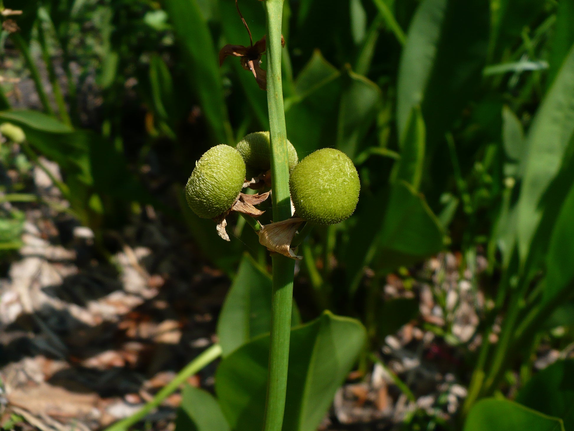 arrowhead plant seeds Broadleaf Arrowhead 100 Seeds Sagittaria latifolia – R&B Floridaseeds