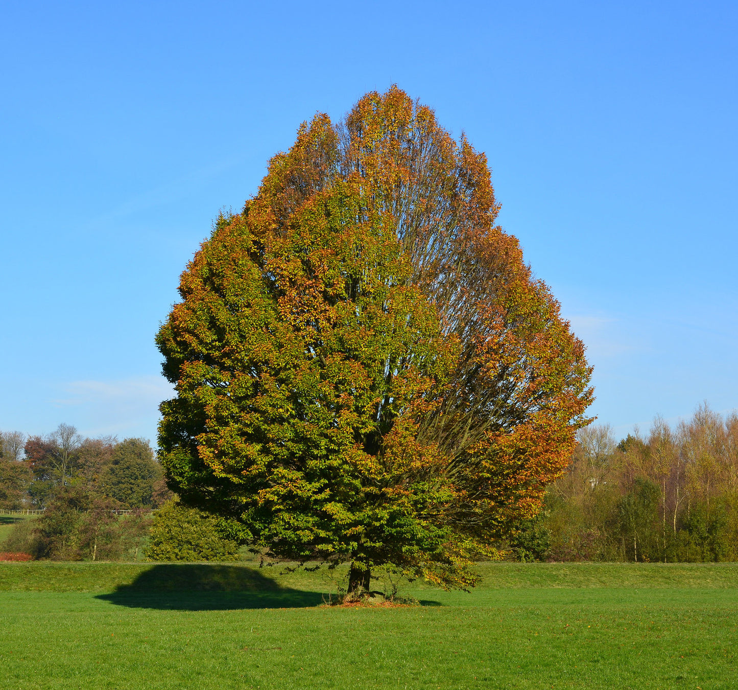 European Hornbeam  Carpinus betulus  100 Seeds  USA Company