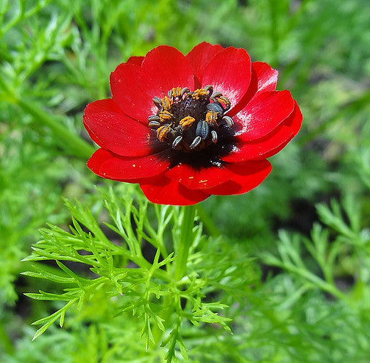 Pheasant’s Eye Summer Adonis Adonis aestivalis 100 Seeds