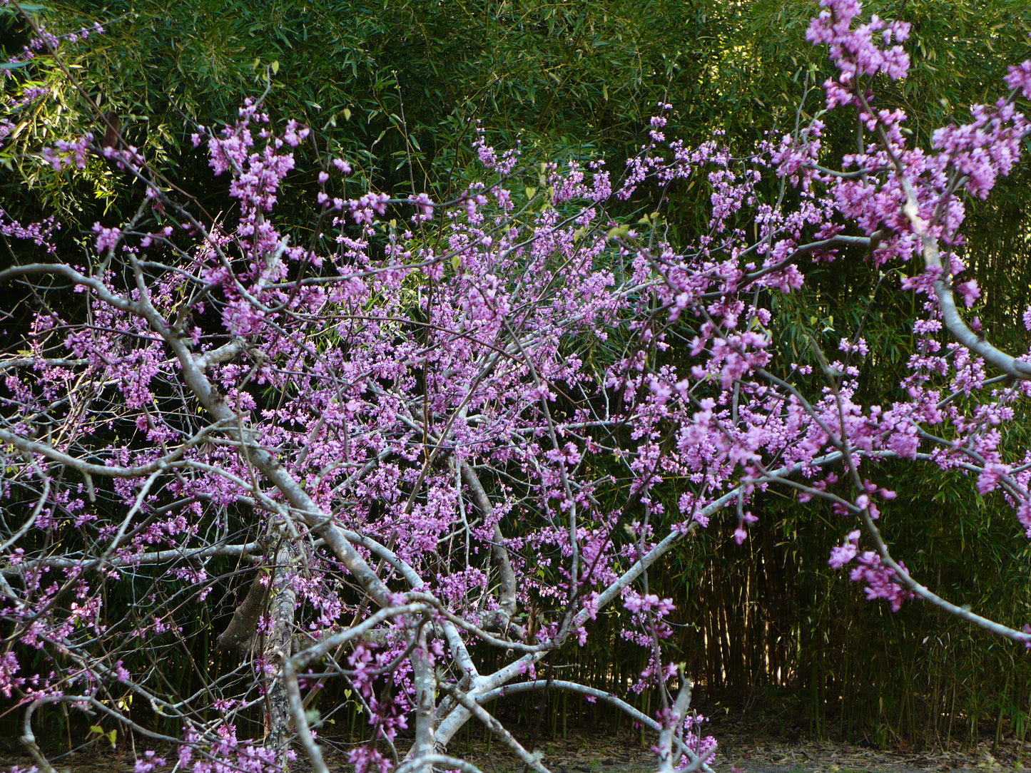 Eastern Redbud 100 Seeds Cercis canadensis