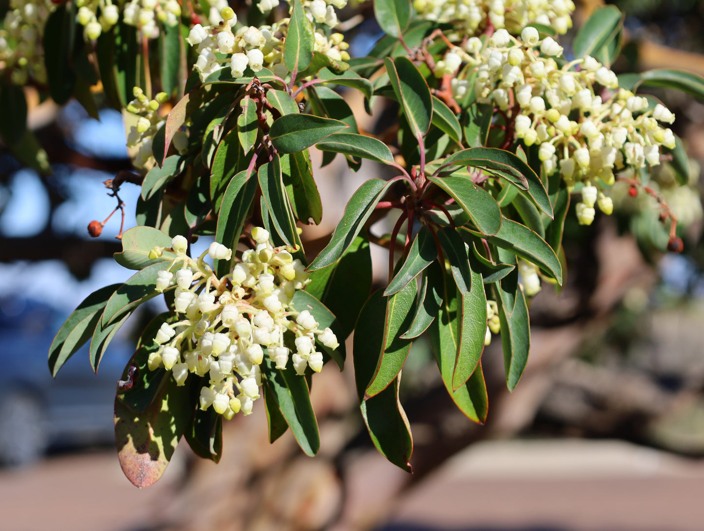 Texas Madrone  10 Seeds  Arbutus xalapensis