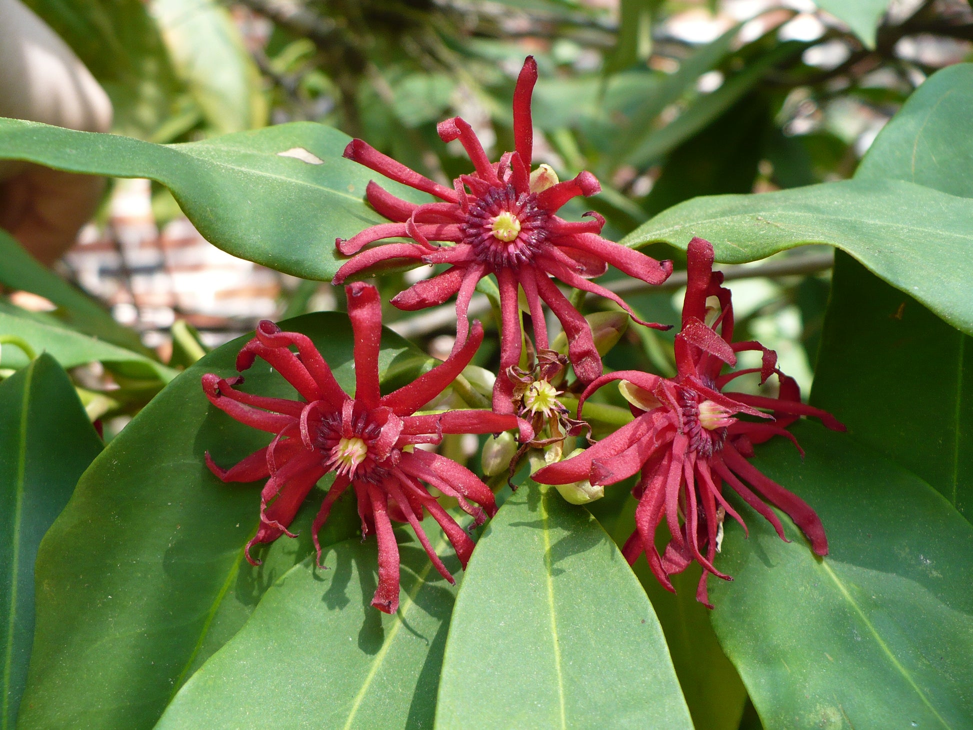 flower seeds for florida Florida Anise 10 Seeds Illicium floridanum – R&B Floridaseeds