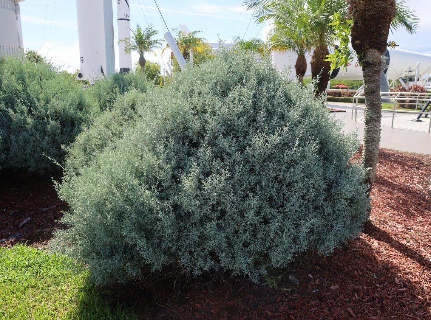 Arizona Cypress Cupressus arizonica 100 Seeds  USA Company
