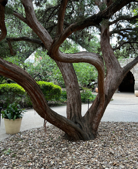 Ashe Juniper  Juniperus ashei  20 Seeds  USA Company