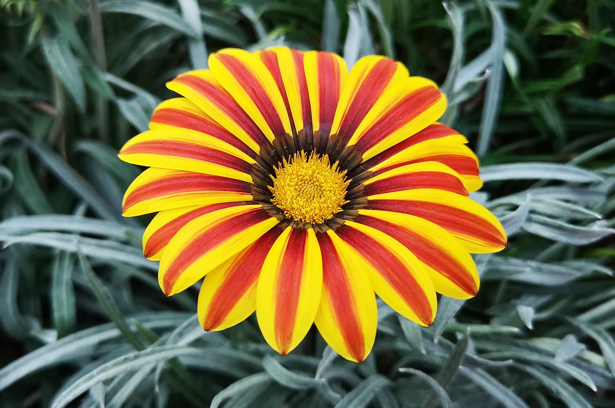 Striped Treasure Flower  25 Seeds  Gazania rigens