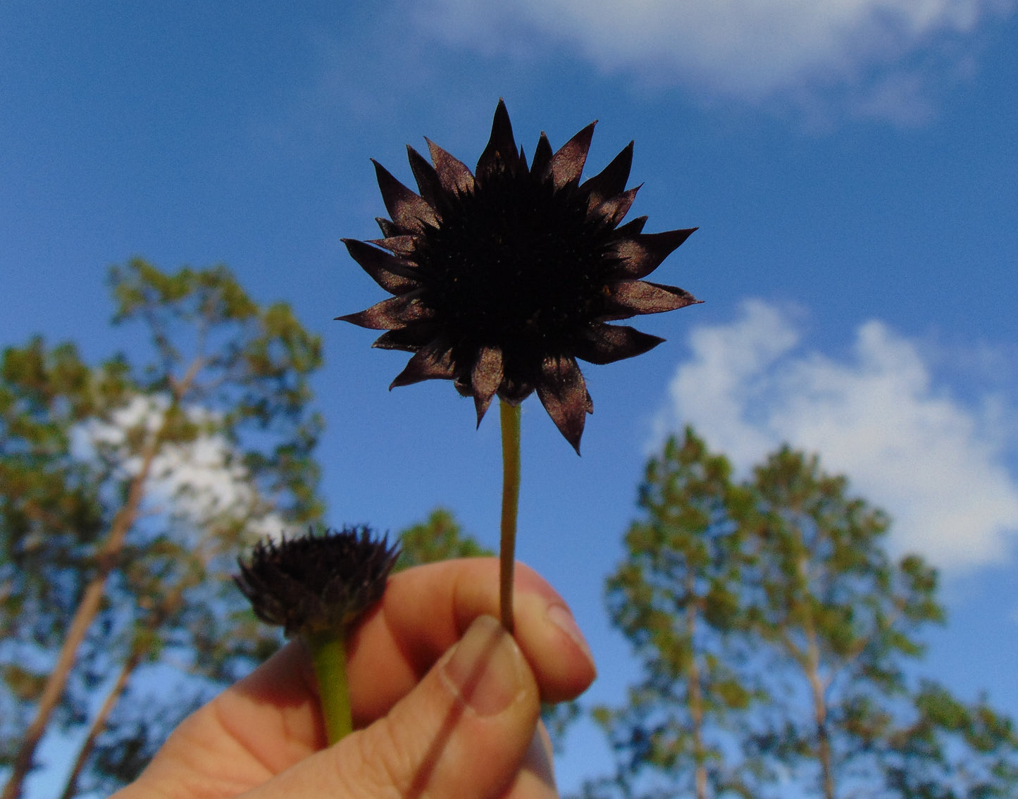Rayless Sunflower Helianthus radula 20 Seeds