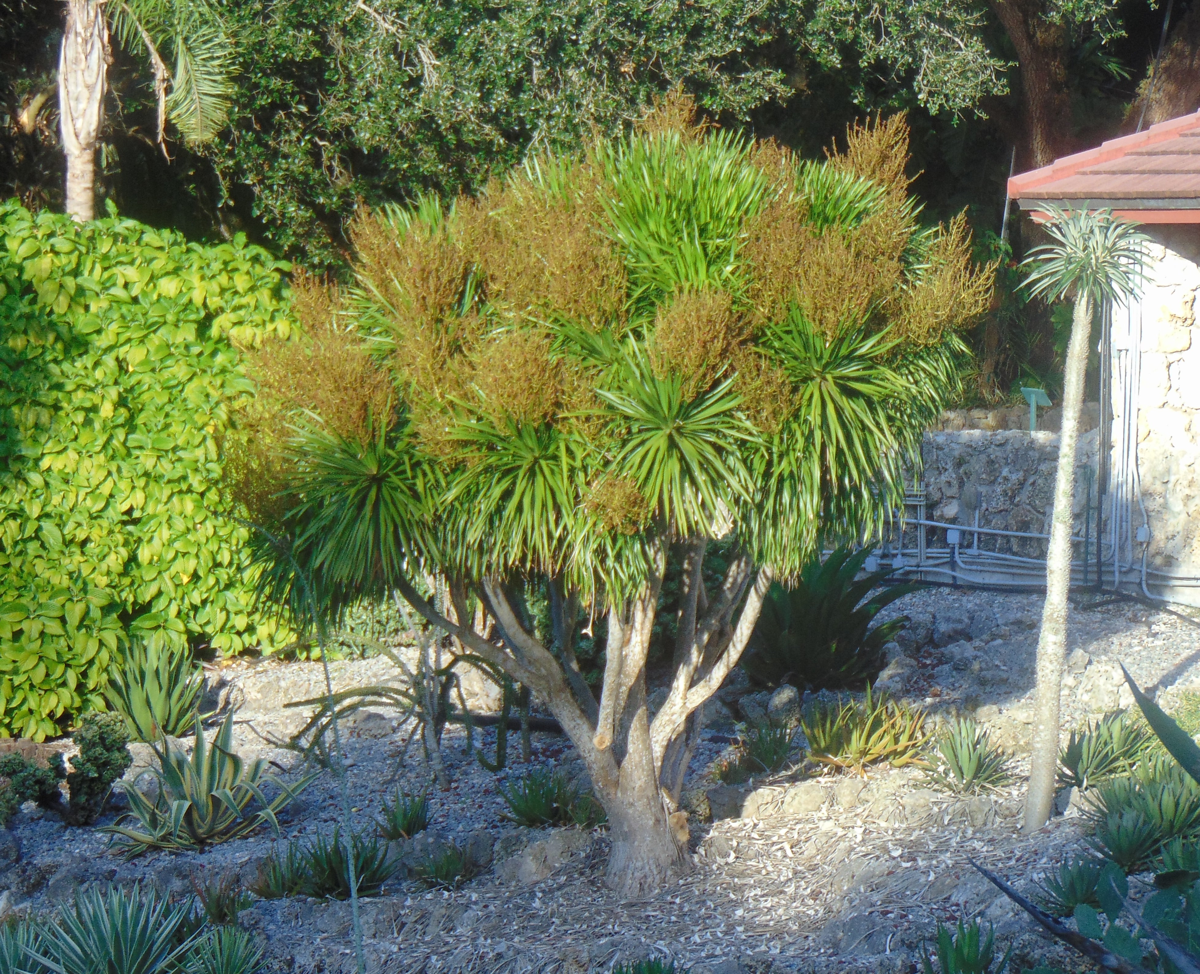 Dragon Tree Dracaena draco 20 Seeds – R&B Floridaseeds
