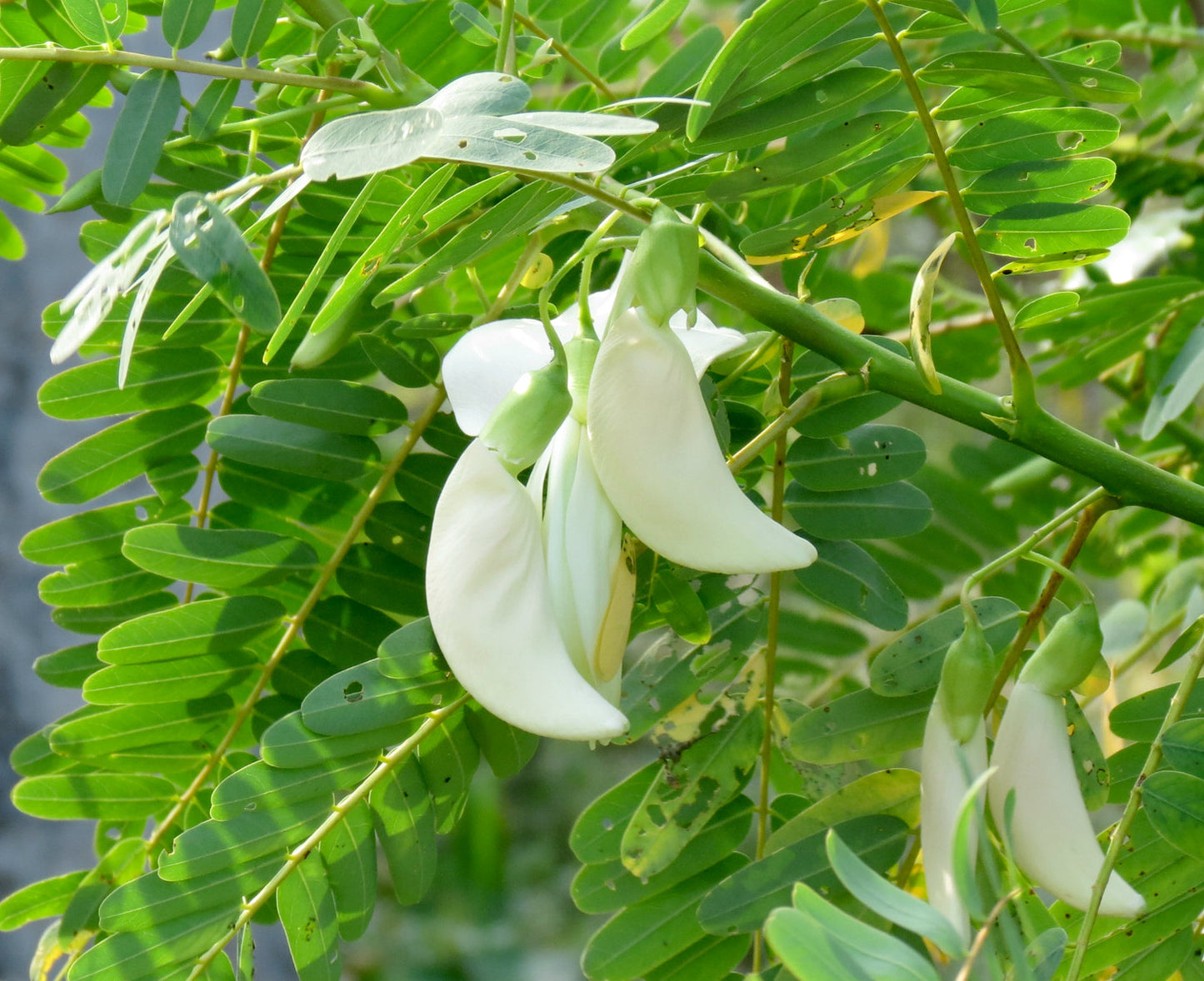 White Hummingbird Tree   20 Seeds   Sesbania Grandiflora