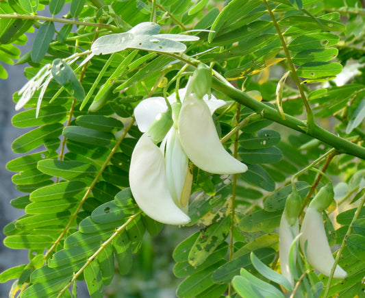 White Hummingbird Tree   20 Seeds   Sesbania Grandiflora