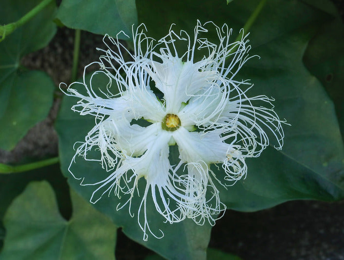 Chinese Cucumber   10 Seeds   Trichosanthes kirilowii