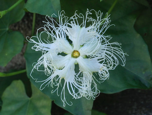 Chinese Cucumber   10 Seeds   Trichosanthes kirilowii
