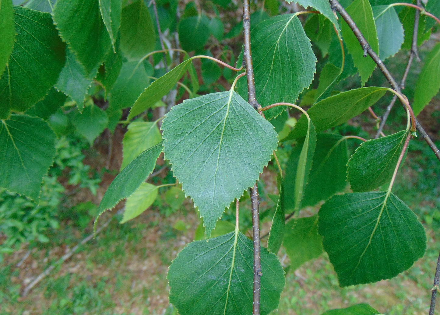 Silver Birch White Birch Betula Pendula 100 Seeds