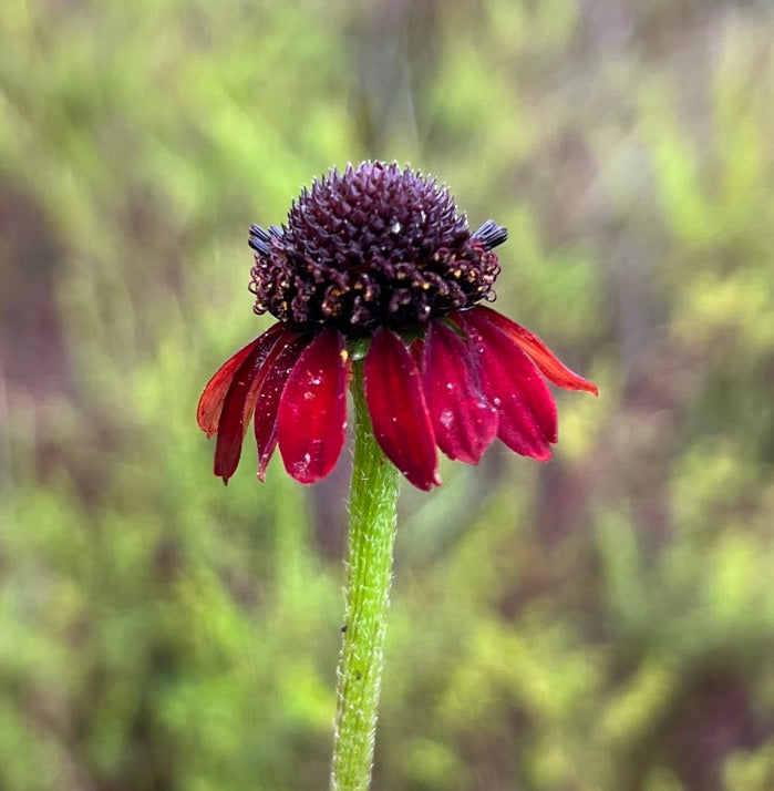 Grass-Leaved Coneflower  Rudbeckia graminifolia  20 Seeds  USA Company