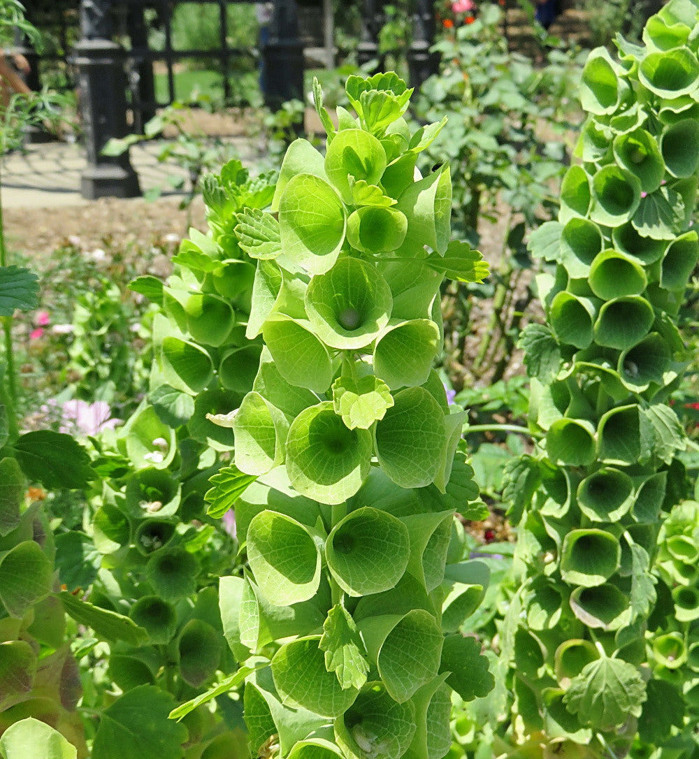Bells of Ireland  100 Seeds  Moluccella laevis