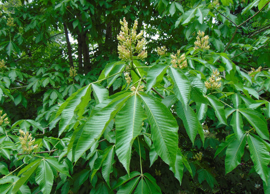 Yellow Buckeye  5 Seeds  Aesculus flava  Native Tree