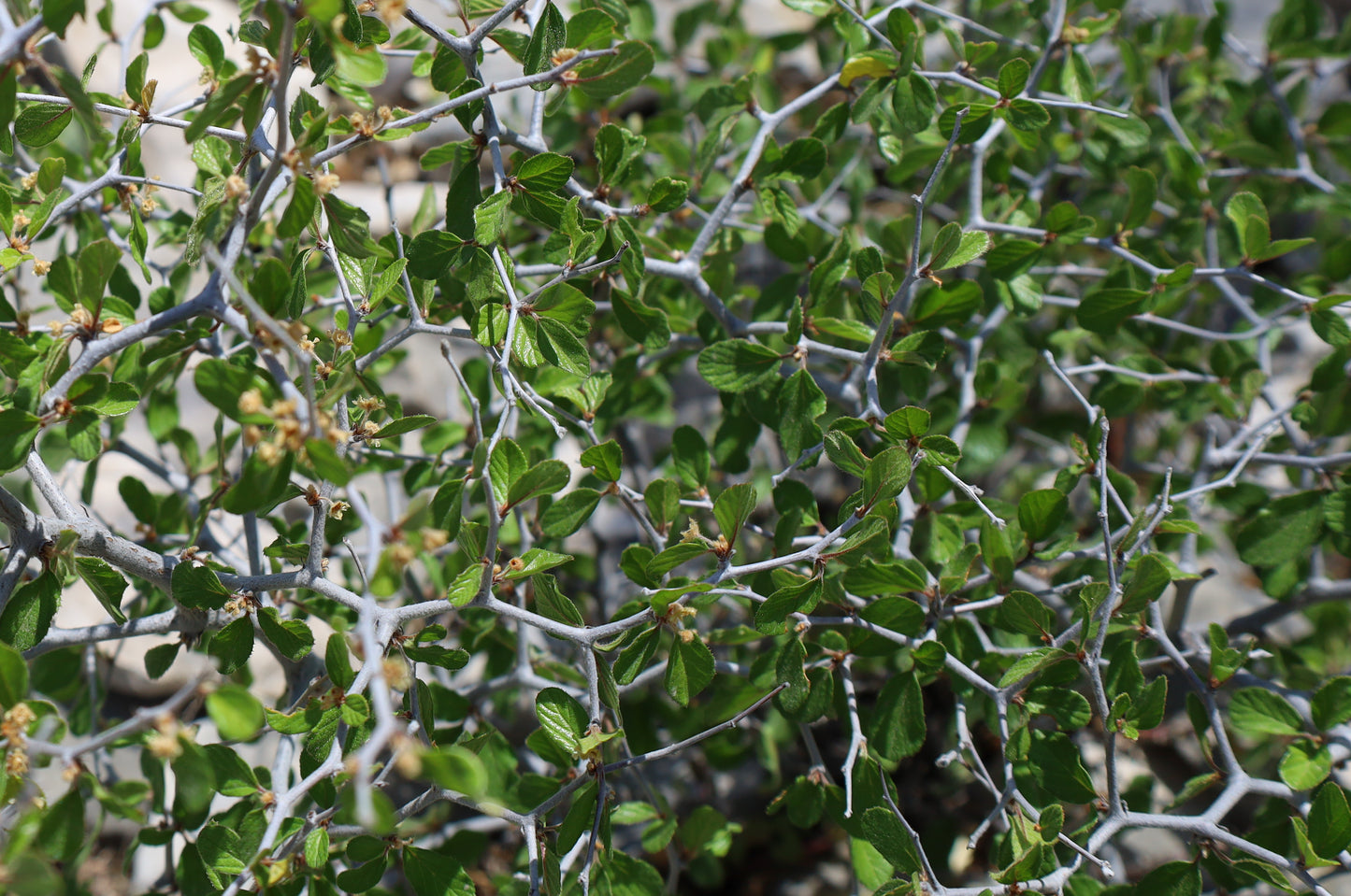 Texas Hog Plum  5 Seeds  Colubrina texensis