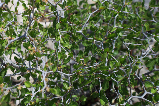 Texas Hog Plum  5 Seeds  Colubrina texensis