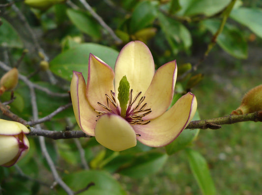 Banana shrub  5 Seeds  Michelia figo