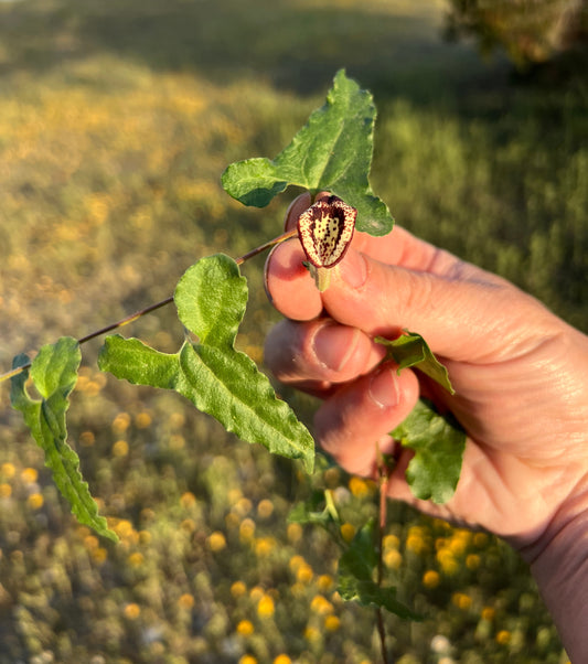 Cory’s Dutchman's Pipe  5 Seeds  Aristolochia coryi