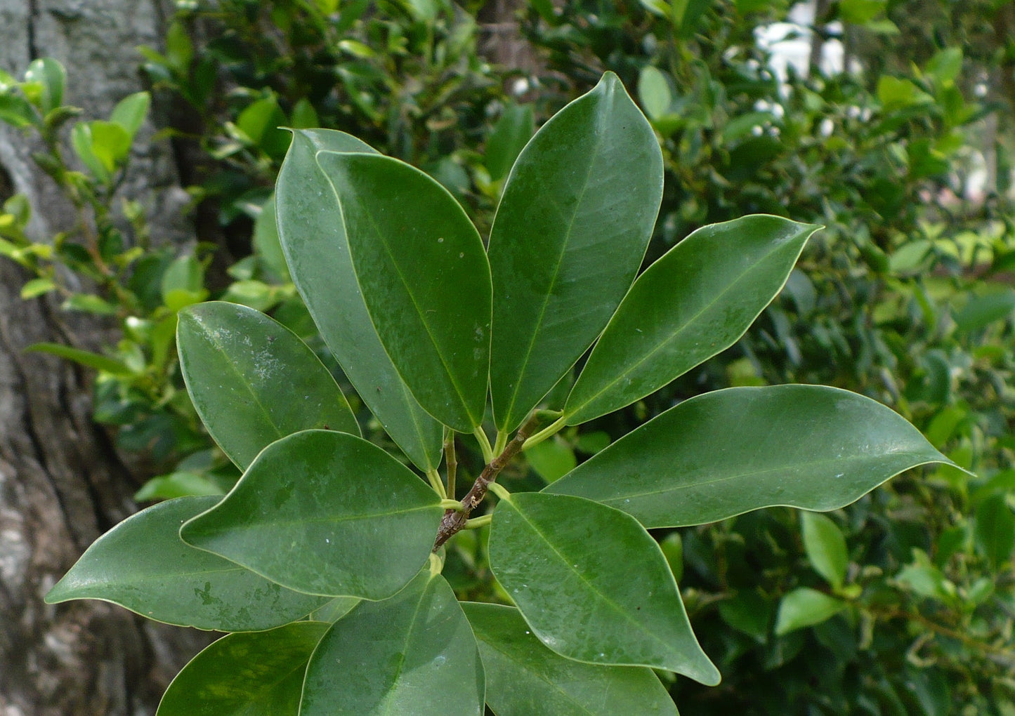 West Indian Laurel Fig Ficus americana 500 Seeds  USA Company