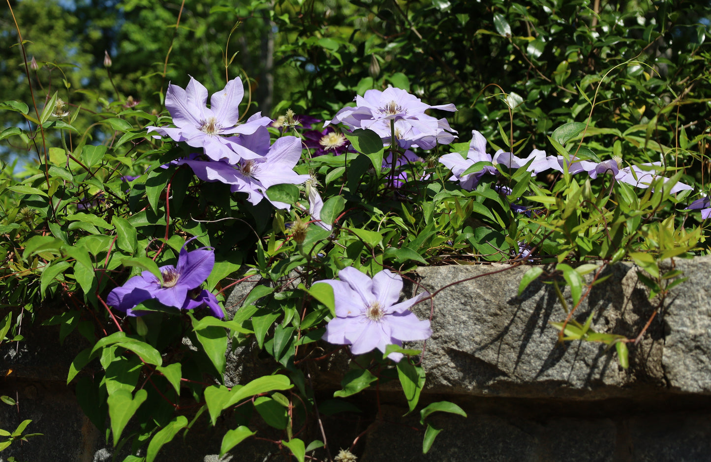 Purple Clematis  25 Seeds  Clematis Hybrid