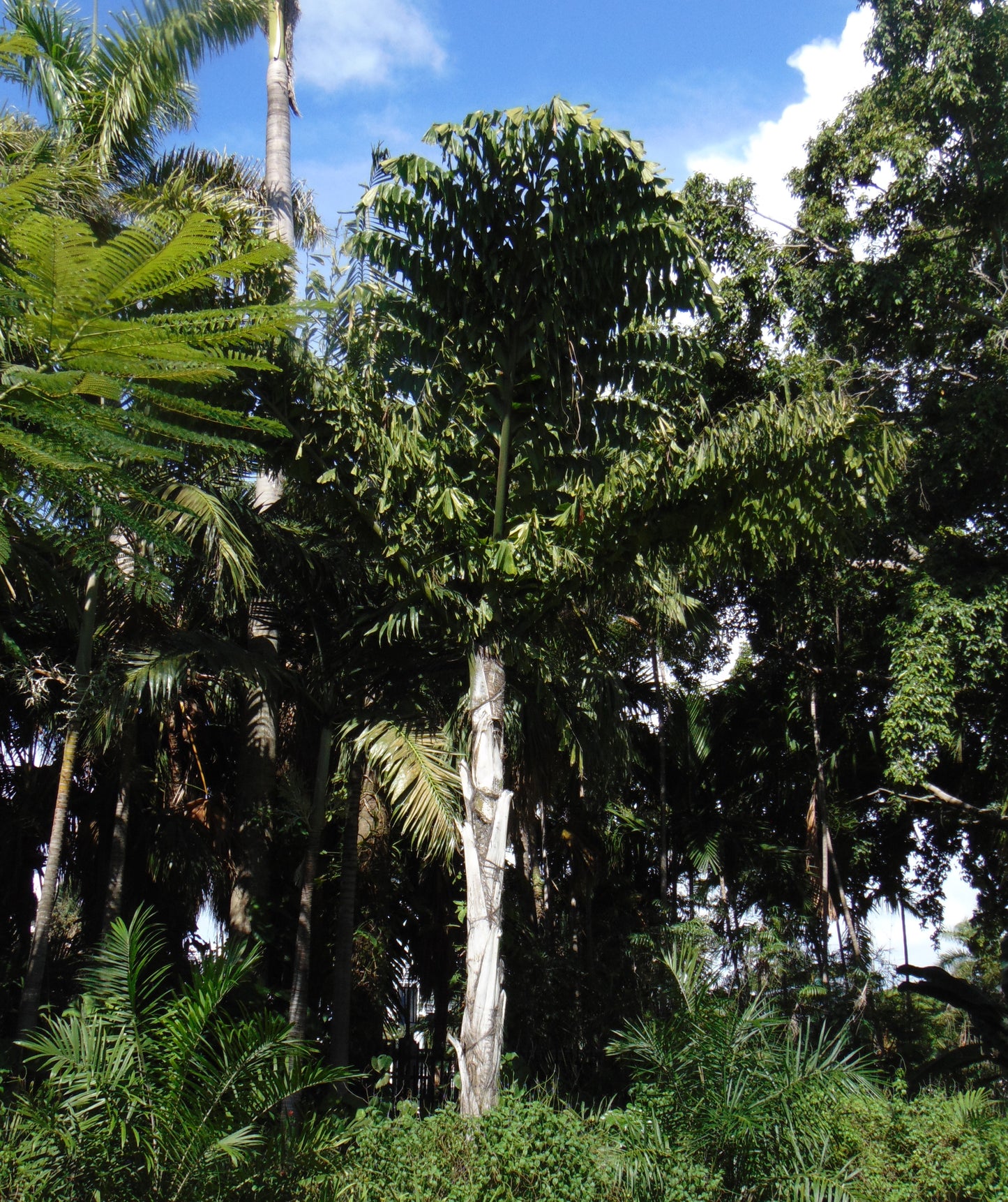 Fishtail Palm  5 Seeds  Caryota urens