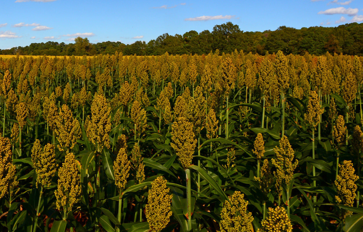 Sorgum   100 Seeds   Millet   Sorghum bicolor