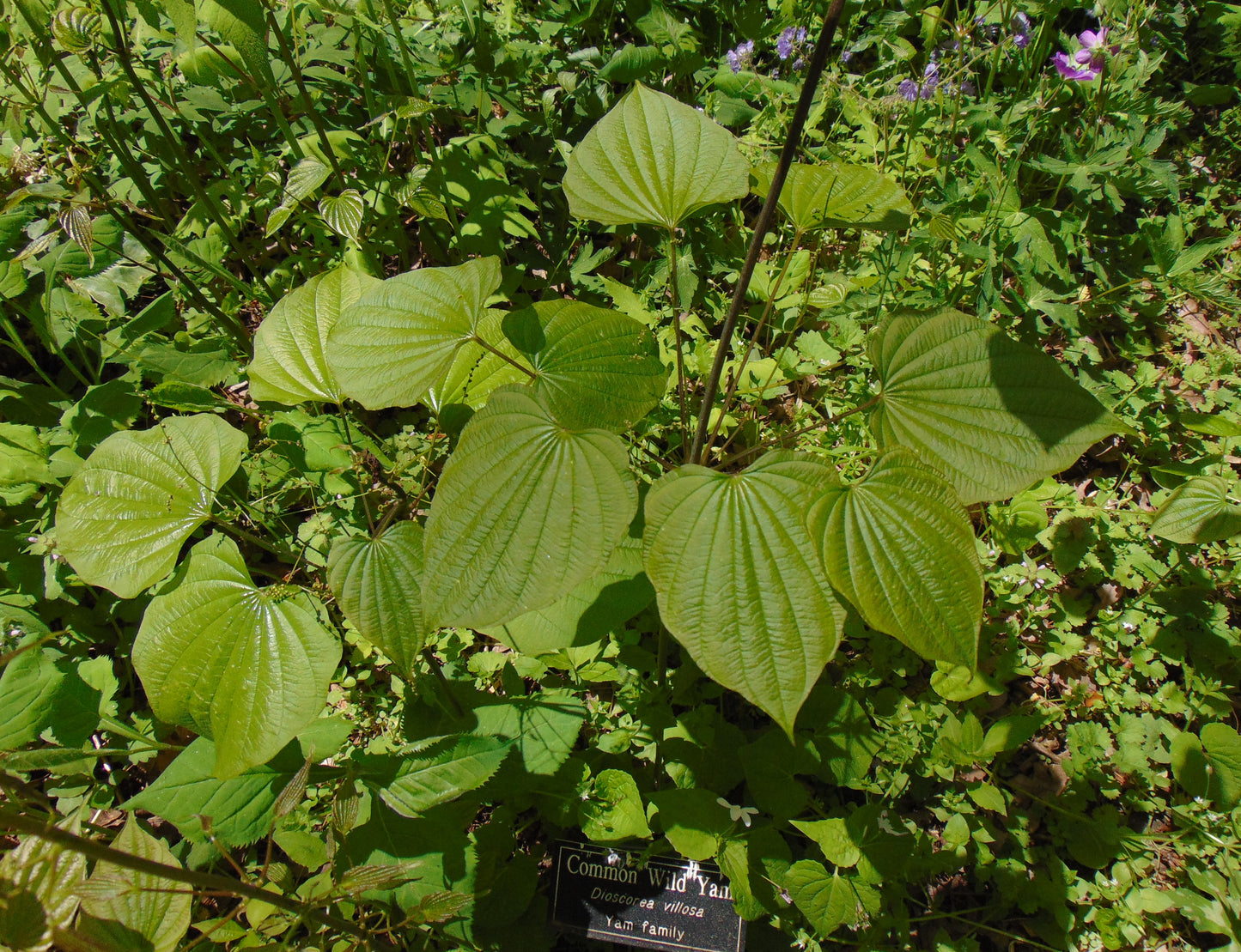 Wild Yam  10 Seeds  Dioscorea villosa