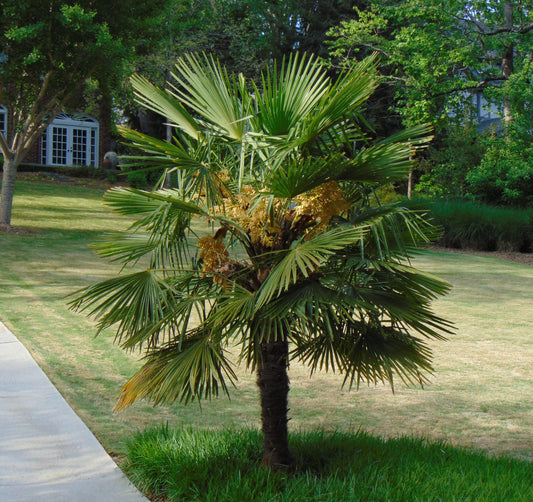 Windmill Palm  1 Oz Seeds  Trachycarpus fortunii  Hardy Palm Tree