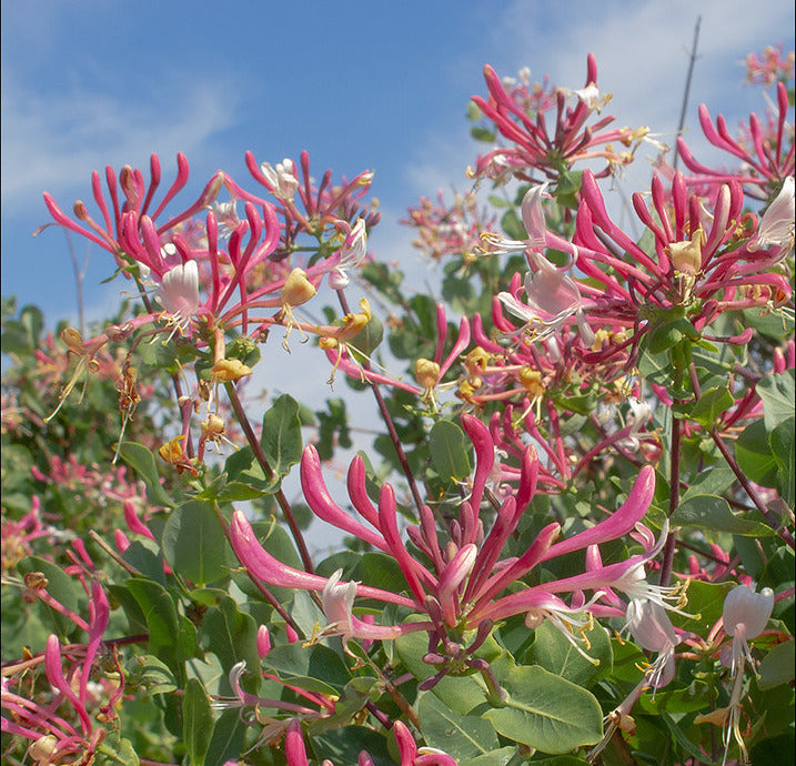 Mediterranean Honeysuckle   10 Seeds   Lonicera etrusca