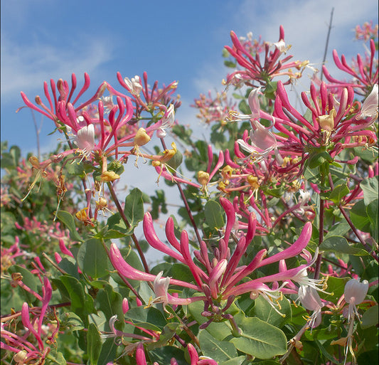 Mediterranean Honeysuckle   10 Seeds   Lonicera etrusca