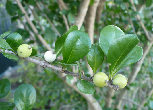 White Indigoberry Randia aculeata 20 Seeds
