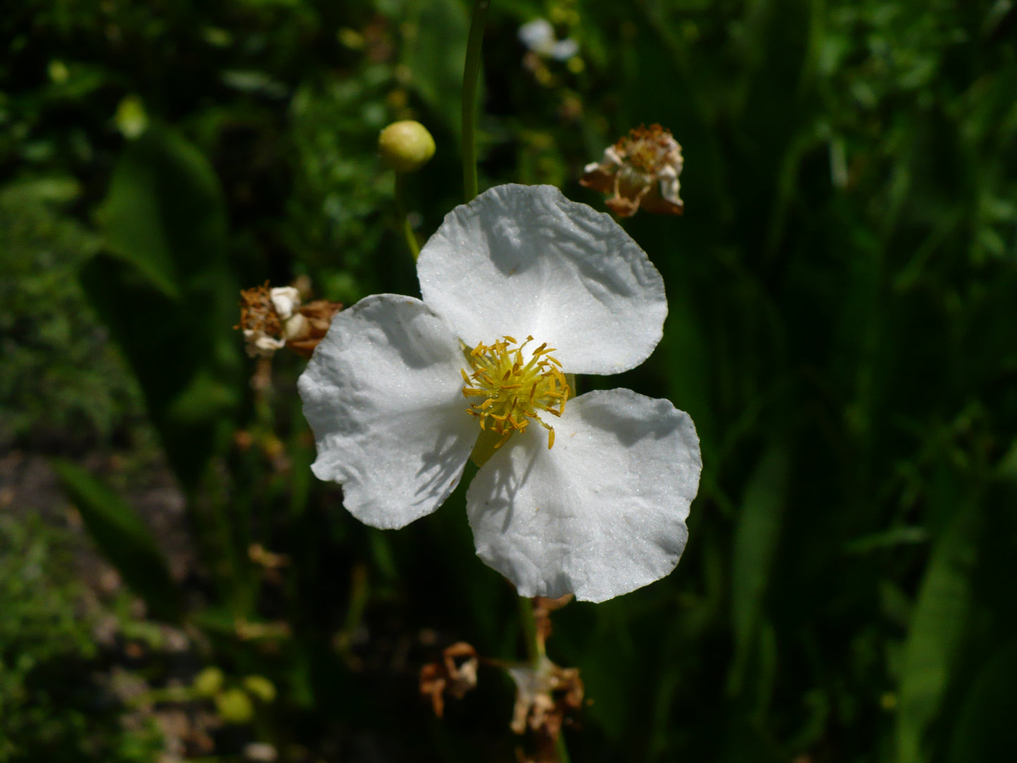 Broadleaf Arrowhead  100 Seeds  Sagittaria latifolia