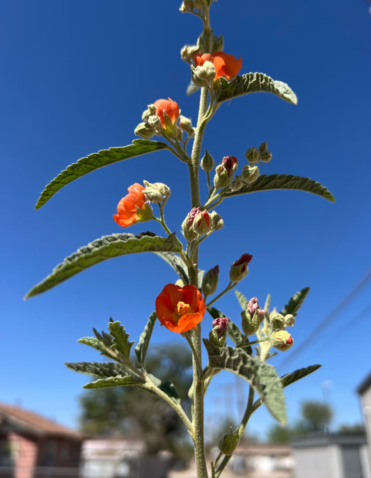 Copper Globemallow  20 Seeds  Sphaeralcea angustifolia