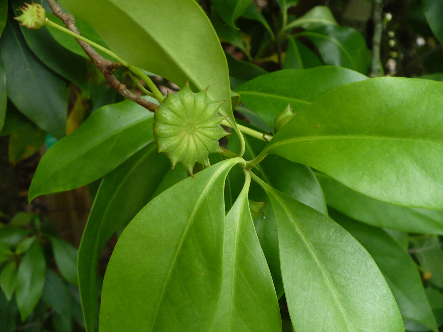 Florida Anise Purple Anise Illicium floridanum 10 Seeds  USA Company