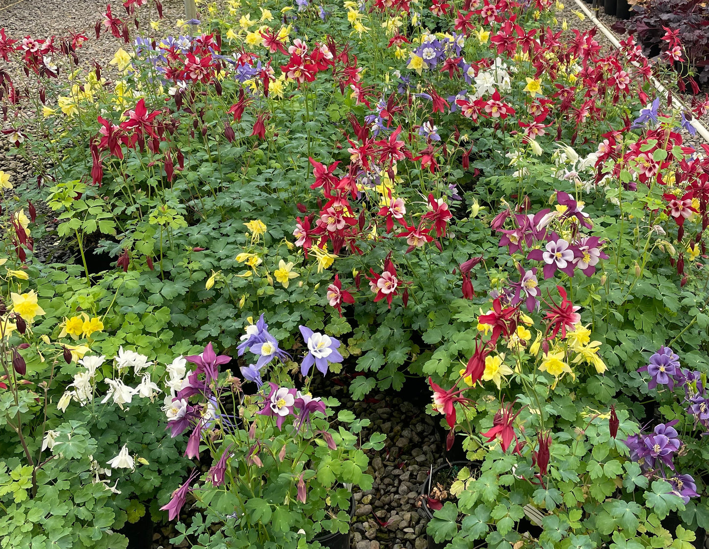 Columbine Mix  100 Seeds  Aquilegea caerulea