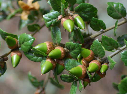 Coast Live Oak  5 Seeds  Quercus agrifolia