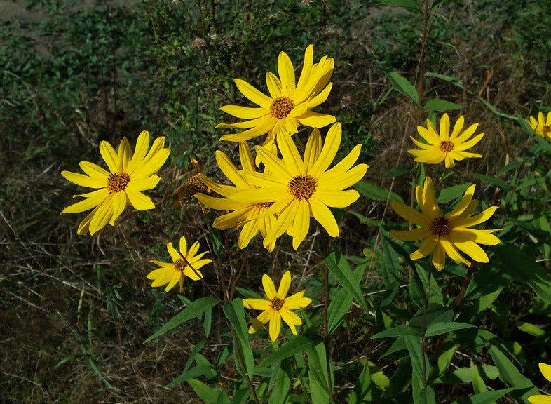 Jerusalem Artichoke   20 Seeds   Helianthus tuberosus