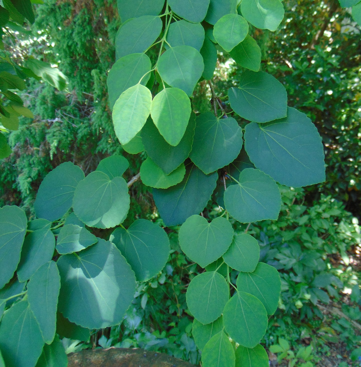 Katsura Tree  2300 Seeds  1 Gram  Cercidiphyllum japonicum