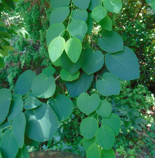 Katsura Tree  100 Seeds  Cercidiphyllum japonicum
