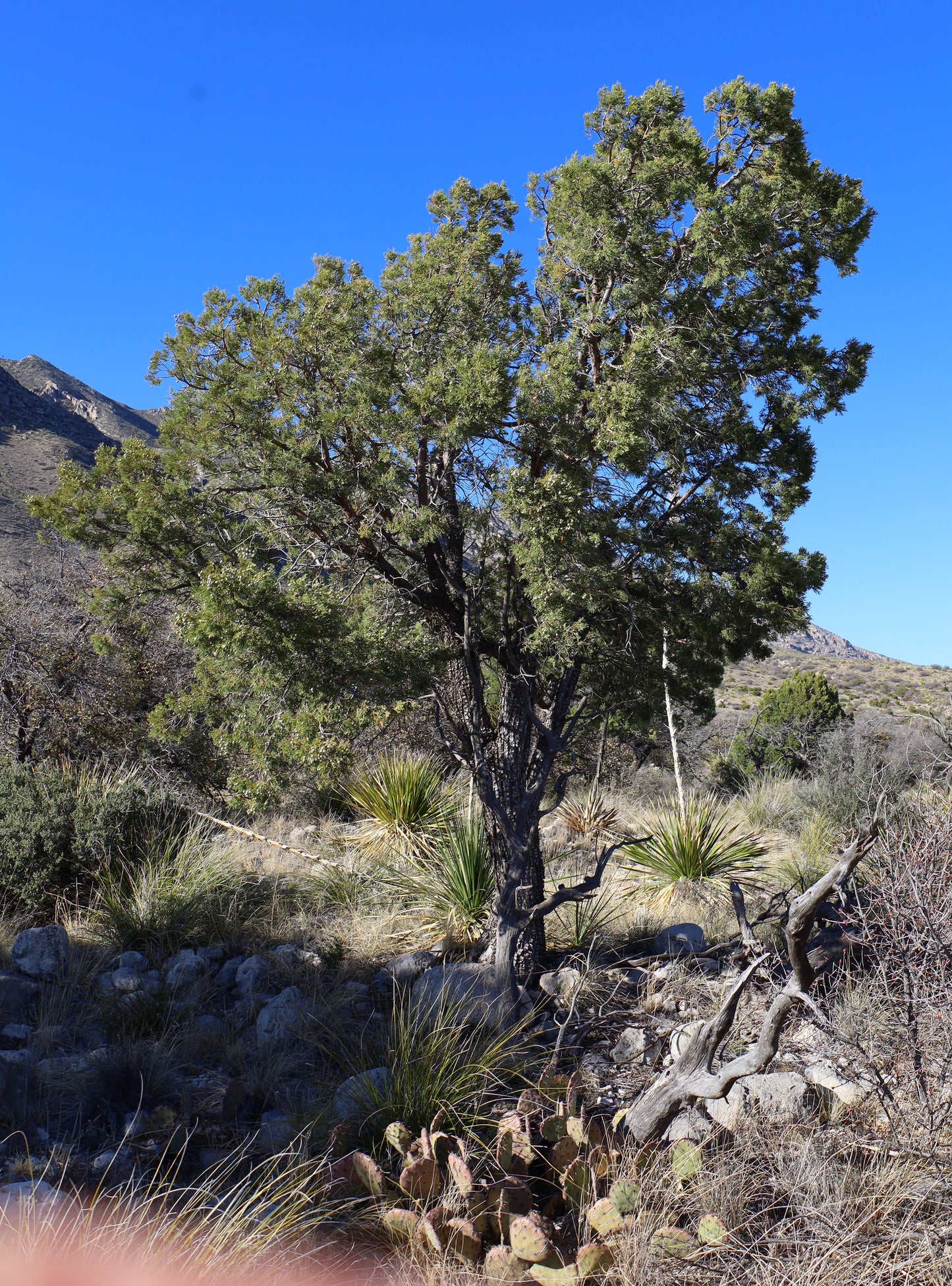 Alligator Juniper Seeds Juniperus deppeana 10 Seeds  USA Company