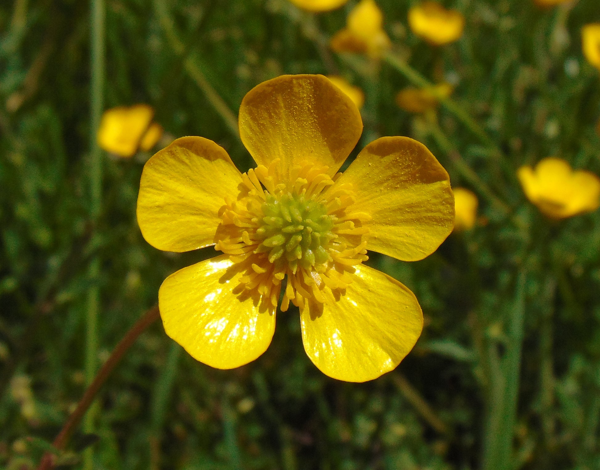 buttercup flower seeds for sale Meadow Buttercup 100 Seeds Ranunculus acris – R&B Floridaseeds