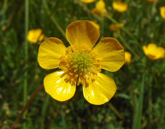 Meadow Buttercup   100 Seeds   Ranunculus acris
