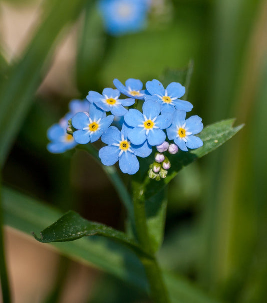 Forget-Me-Not  100 Seeds  Myosotis sylvatica