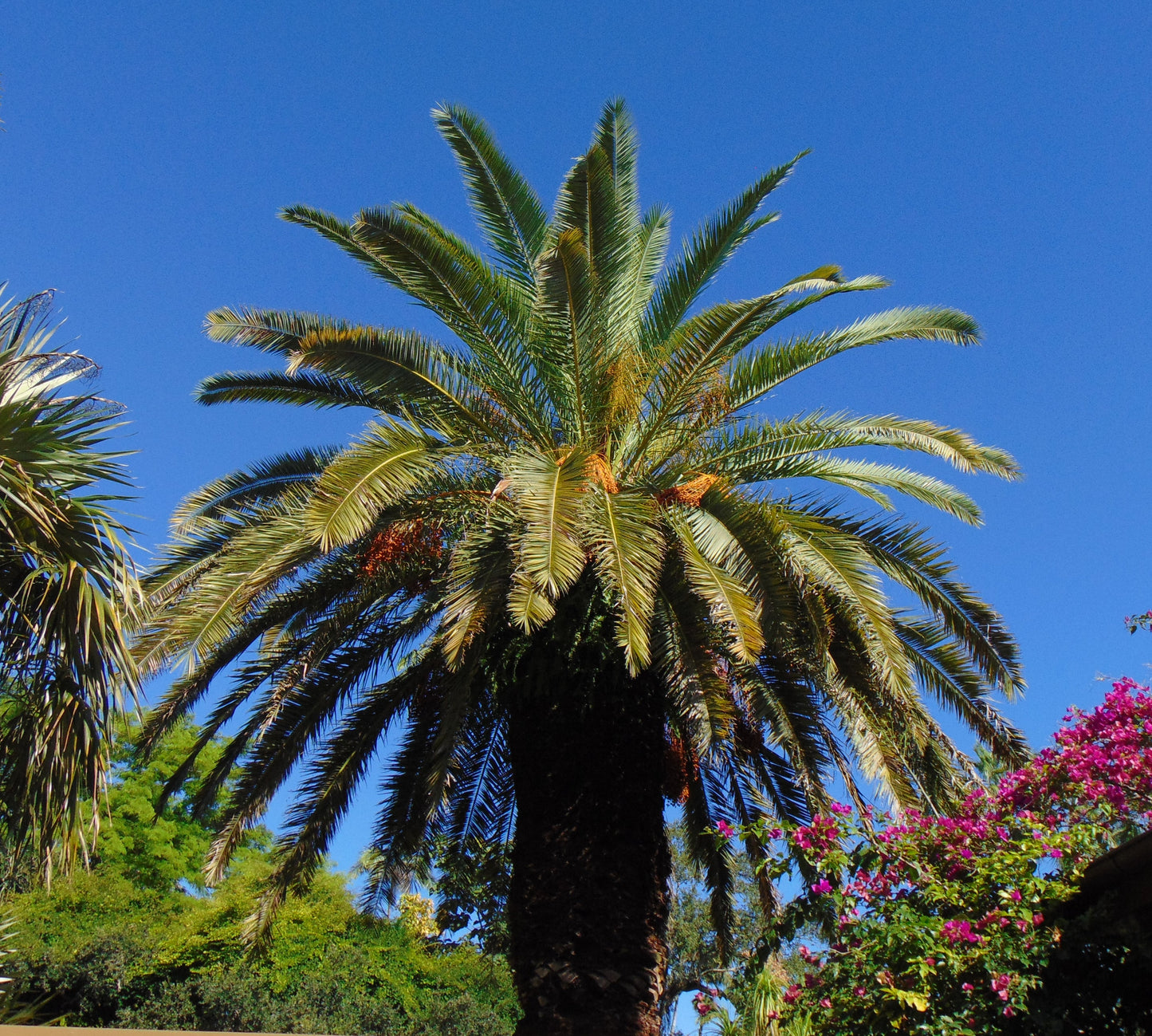 Canary Island Date Palm Phoenix canariensis 10 Seeds  USA Company