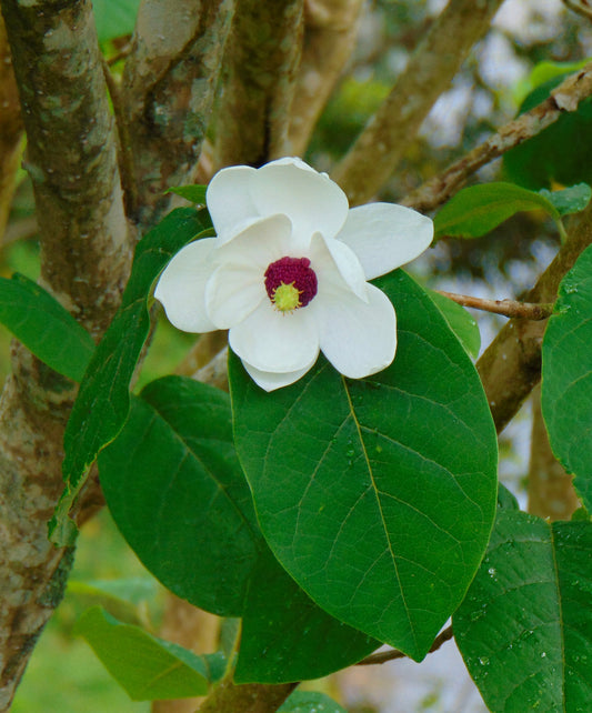 Oyama Magnolia Magnolia sieboldii 10 Seeds  USA Company