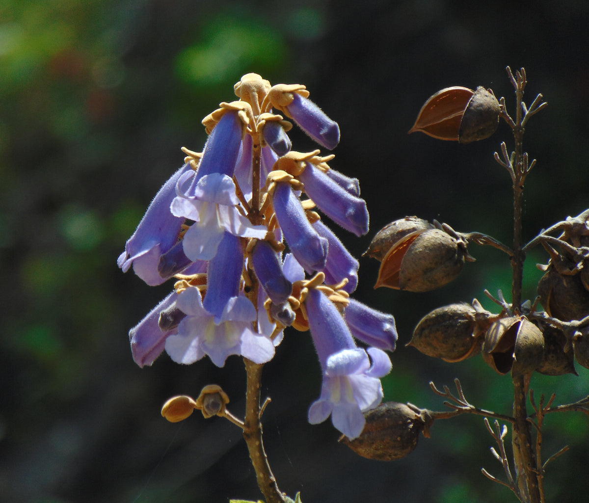 Paulownia tomentosa - Princess Tree - 100+ Seeds | LGAFS Paulownia tomentosa - Princess Tree - 100+ Seeds | LGAFS